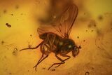 Fossil Cicada (Auchenorrhyncha) Larva & Flies (Diptera) In Amber #96205-1
